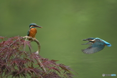 枝垂れ紅葉とカワセミ親子