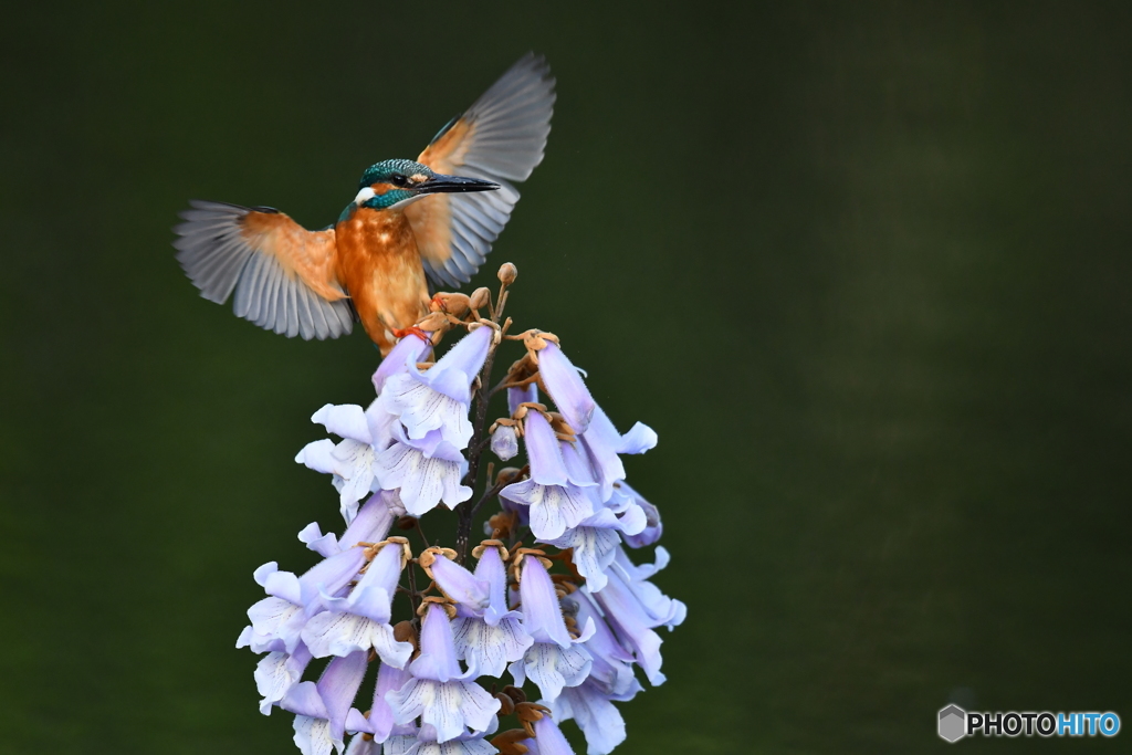 キリの花とカワセミ