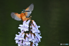 キリの花とカワセミ