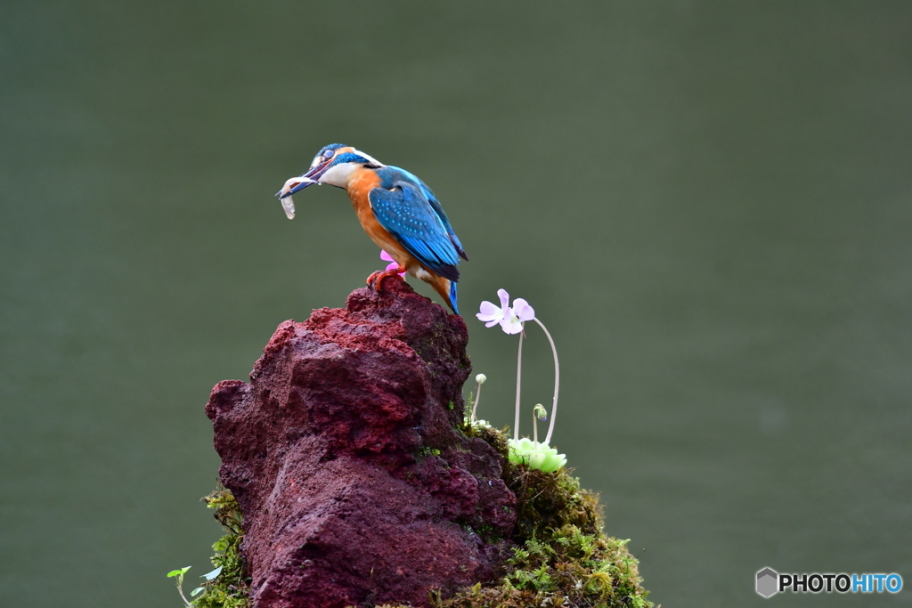 虫取スミレとカワセミ