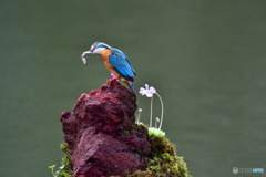 虫取スミレとカワセミ