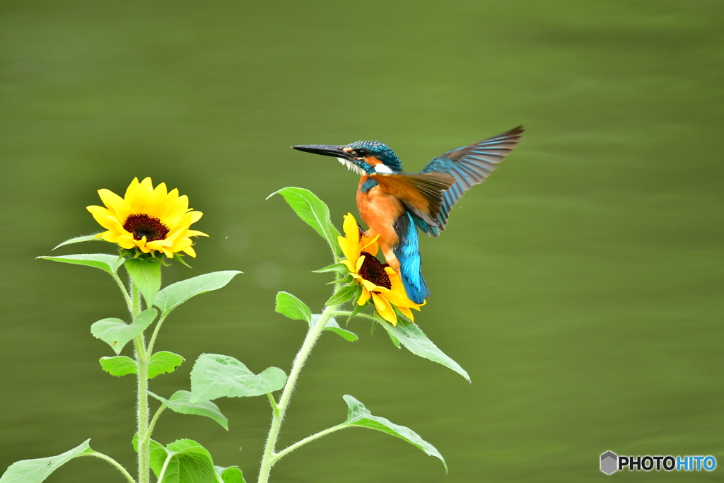 ヒマワリとカワセミ