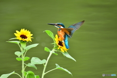 ヒマワリとカワセミ