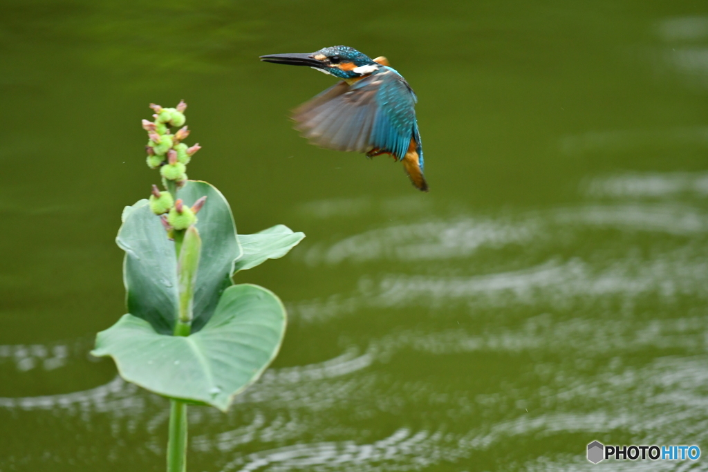 カンナの実とカワセミ