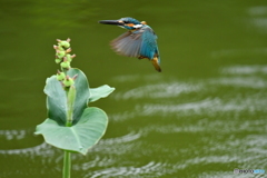 カンナの実とカワセミ