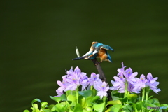 ホテイアオイとカワセミ