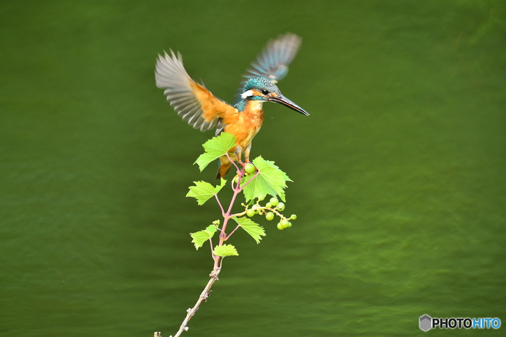 山ブドウとカワセミ