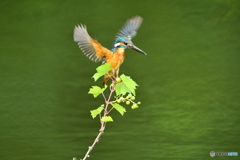 山ブドウとカワセミ