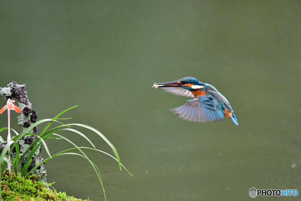 春蘭とカワセミ