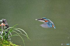 春蘭とカワセミ