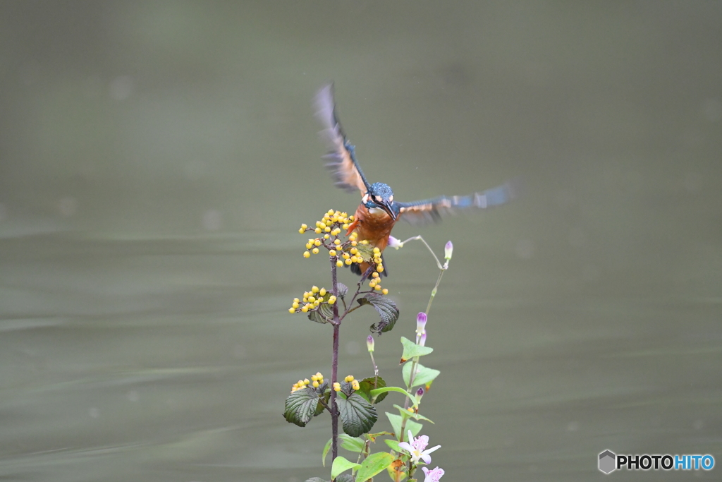 サンザシとカワセミ