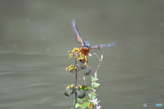 サンザシとカワセミ