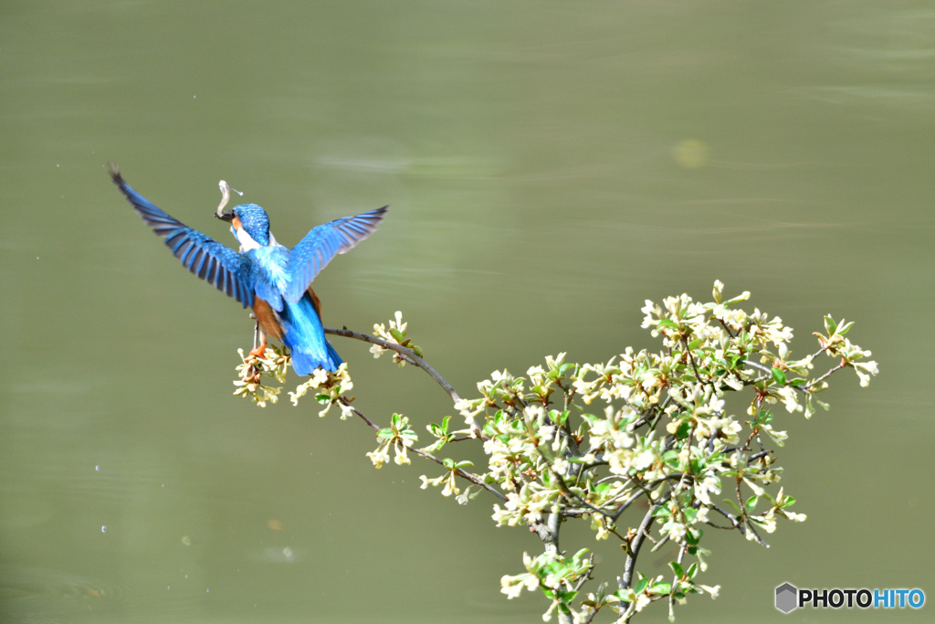グミの花とカワセミ