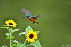 ヒマワリとカワセミ