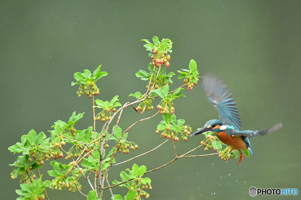 更紗ドウタンとカワセミ