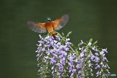 フジの花とカワセミ