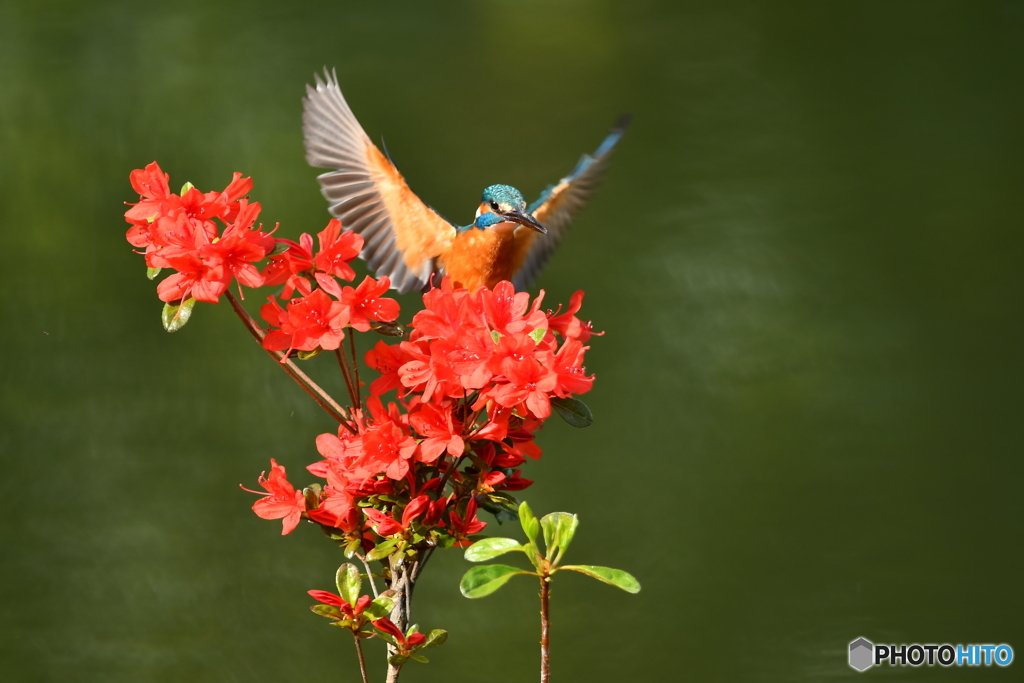 ツツジとカワセミ