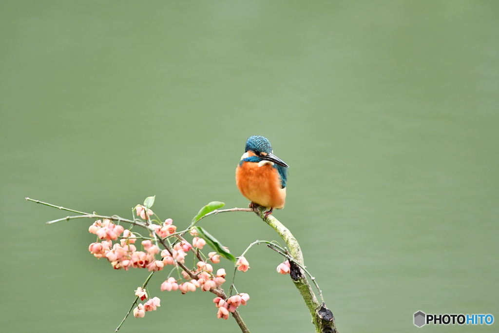 マユミとカワセミ