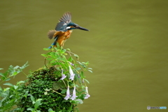 シシンランとカワセミ