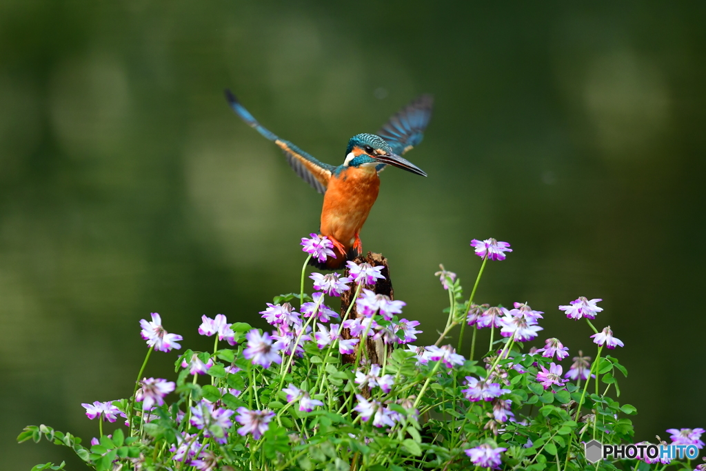 レンゲソウとカワセミ