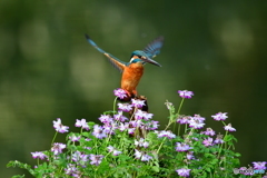 レンゲソウとカワセミ