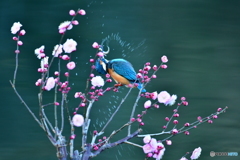 紅梅とカワセミ