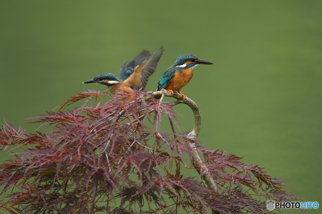枝垂れ紅葉とカワセミ親子