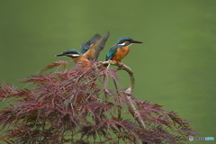 枝垂れ紅葉とカワセミ親子