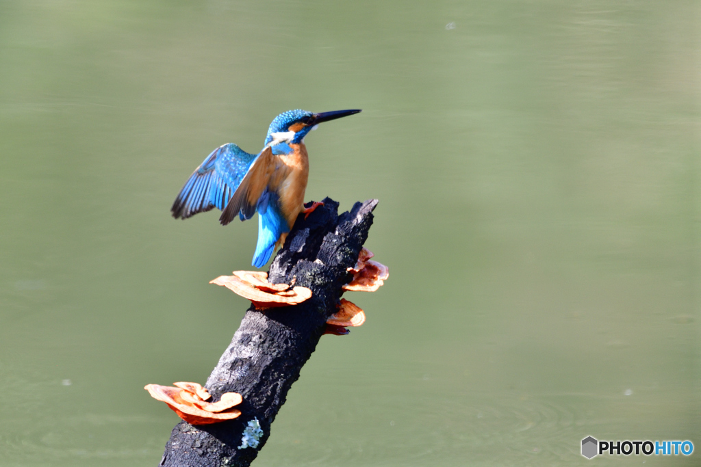 キノコとカワセミ