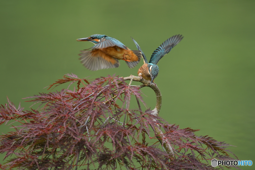 枝垂れ紅葉とカワセミ親子