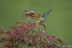 枝垂れ紅葉とカワセミ親子