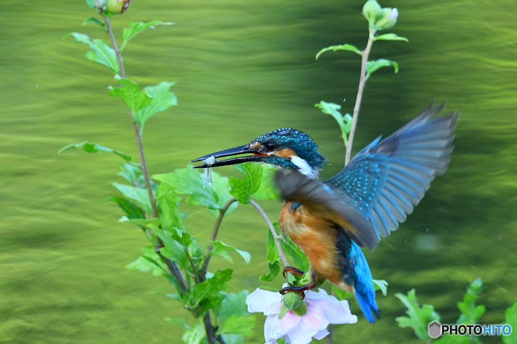 ムクゲとカワセミ
