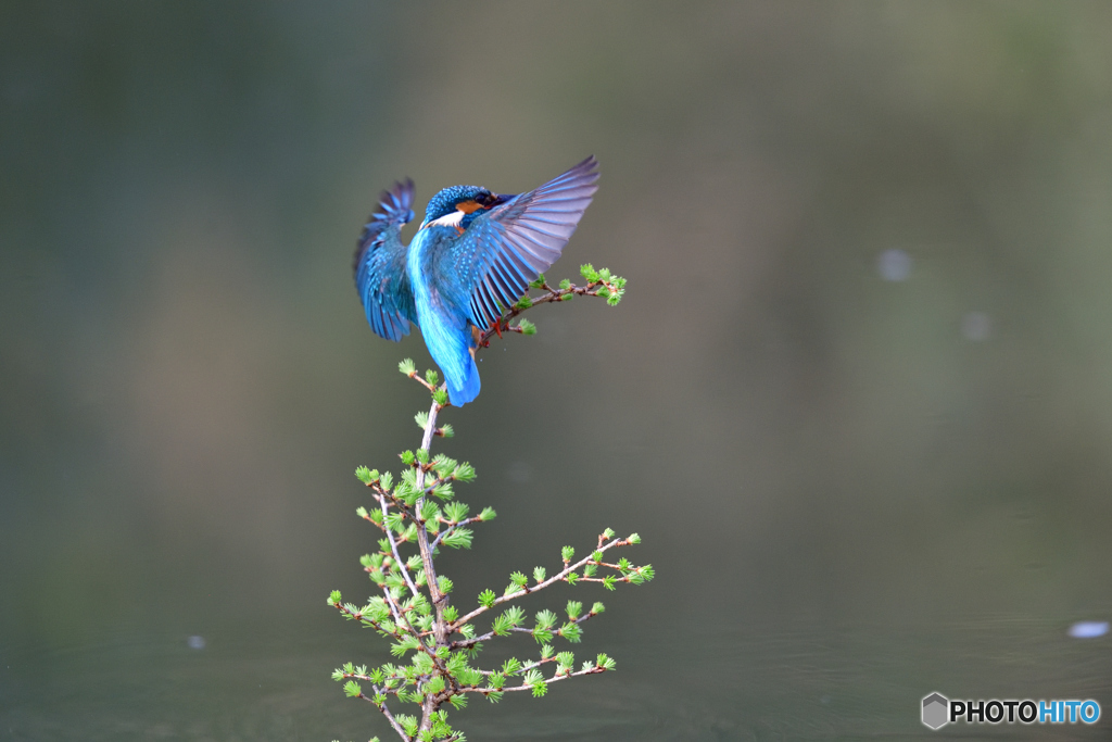カラマツとカワセミ