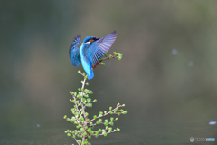 カラマツとカワセミ