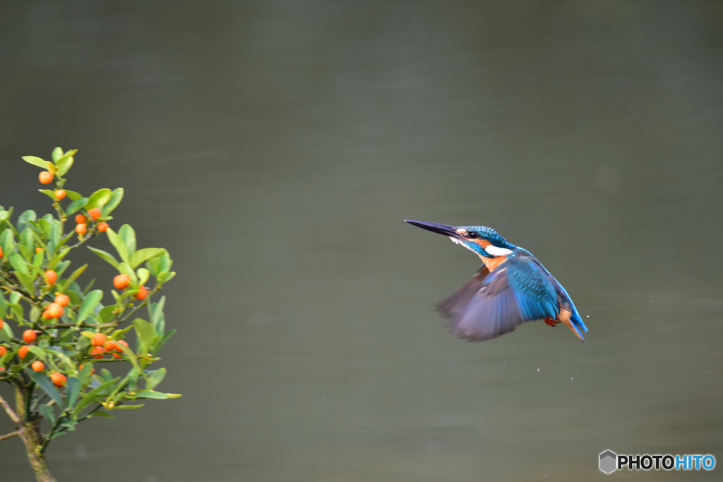 キンズとカワセミ