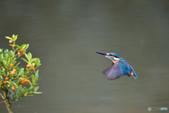 キンズとカワセミ