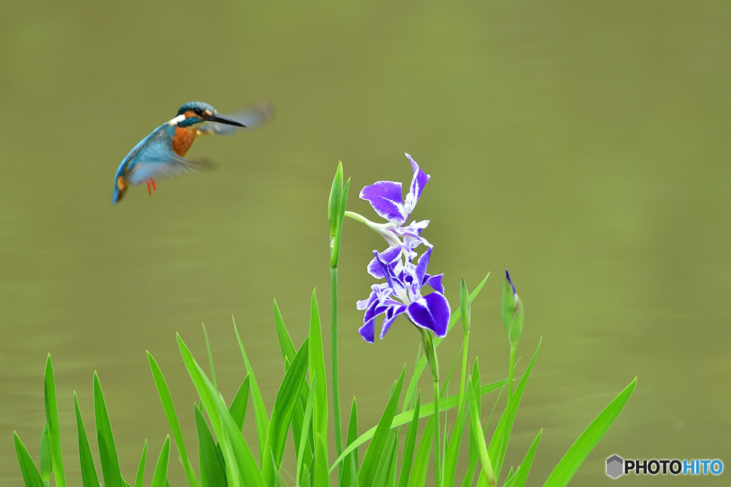 花ショウブとカワセミ