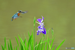 花ショウブとカワセミ