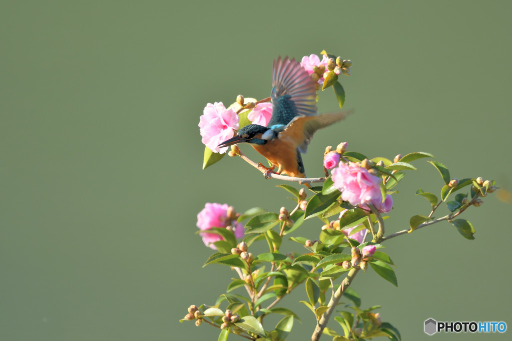 サザンカとカワセミ