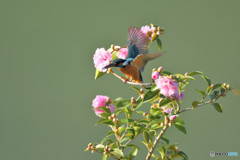 サザンカとカワセミ