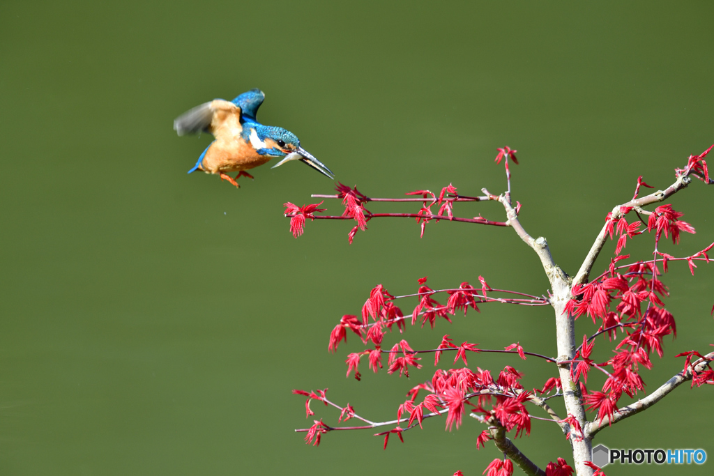 紅葉とカワセミ