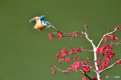 紅葉とカワセミ