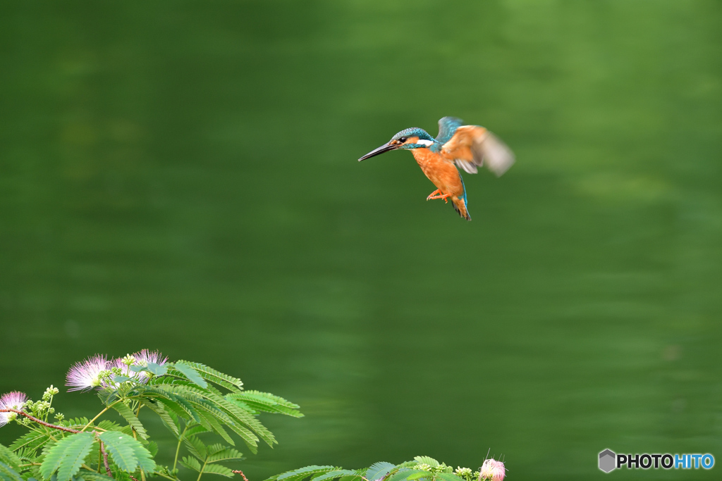 ネムの木とカワセミ