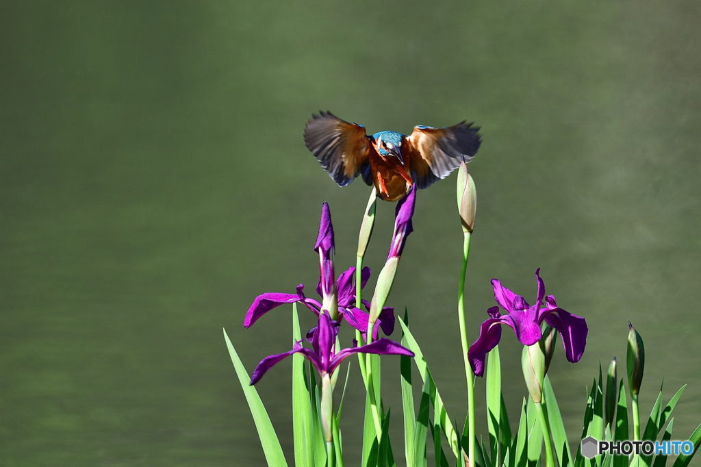 カキツバタとカワセミ