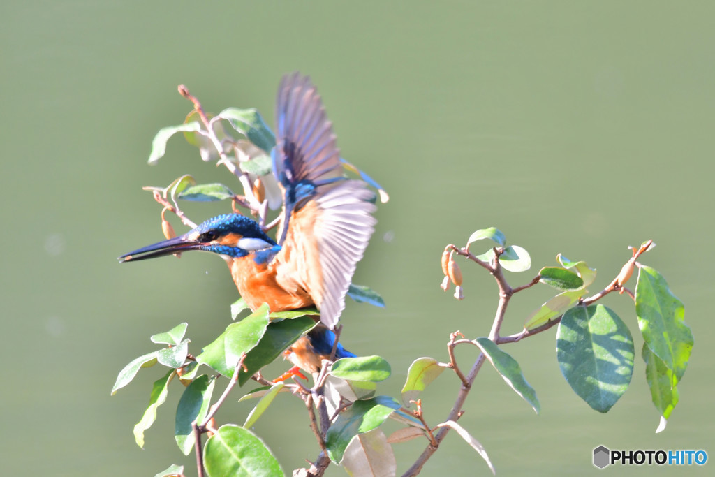 グミとカワセミ