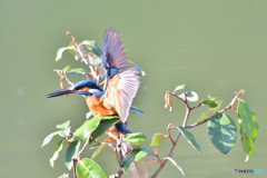 グミとカワセミ