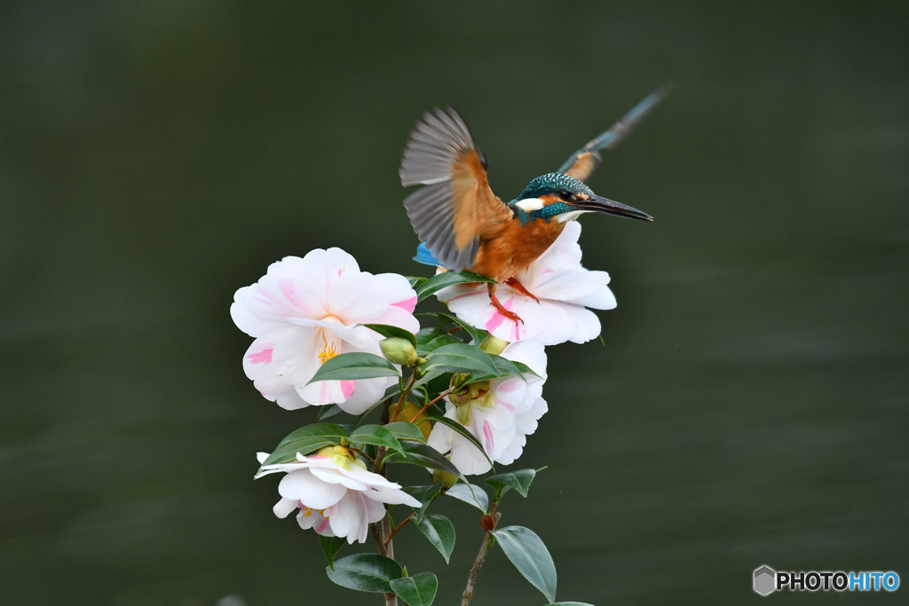 五色ツバキとカワセミ