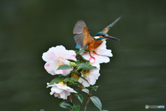 五色ツバキとカワセミ