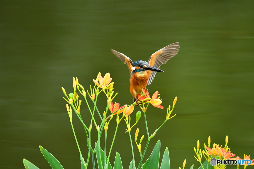 ヒオウギとカワセミ