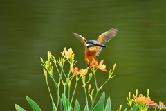 ヒオウギとカワセミ